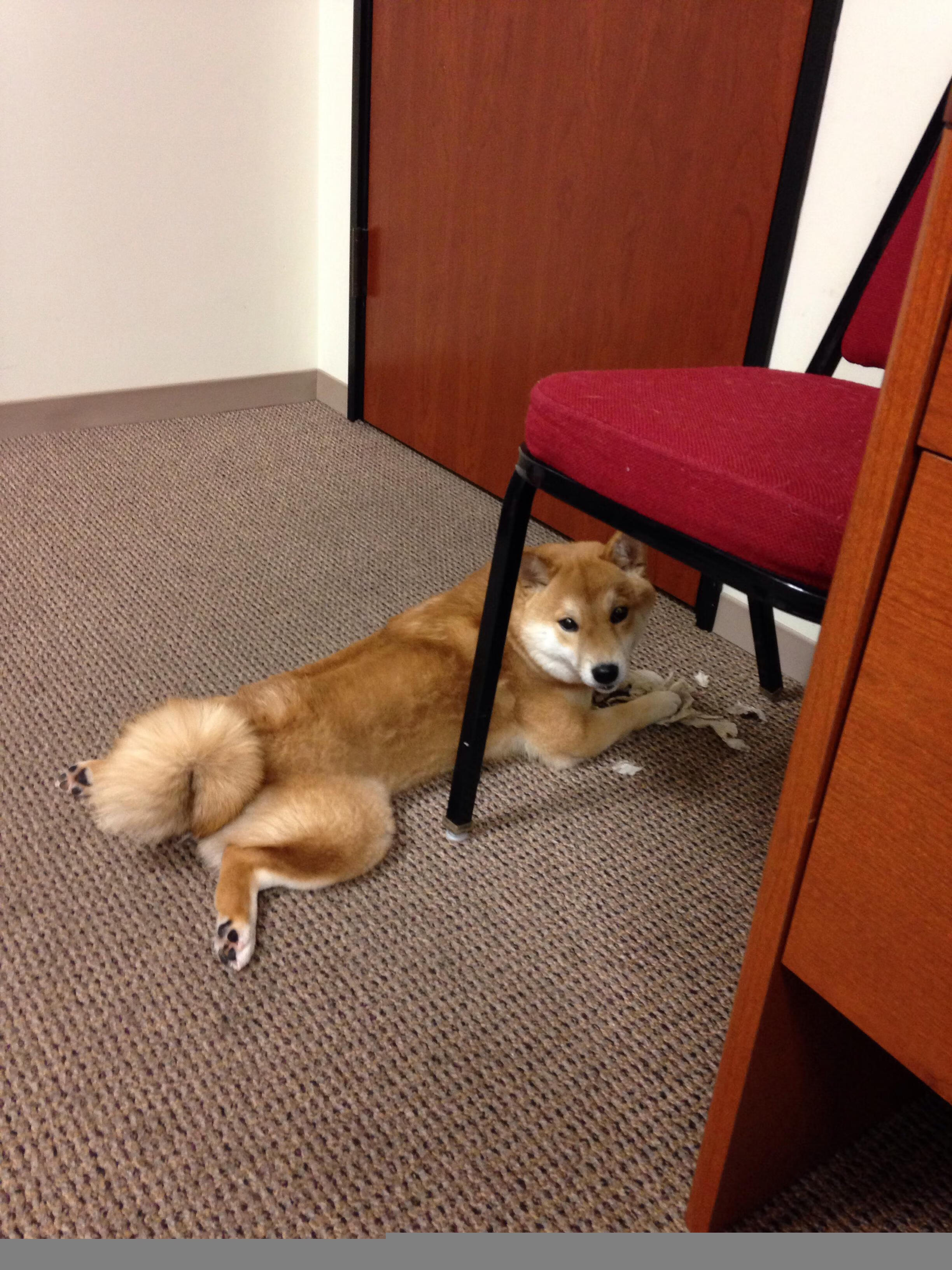 外教战术文档本地化翻译滞后影响传达，本地化翻译策略