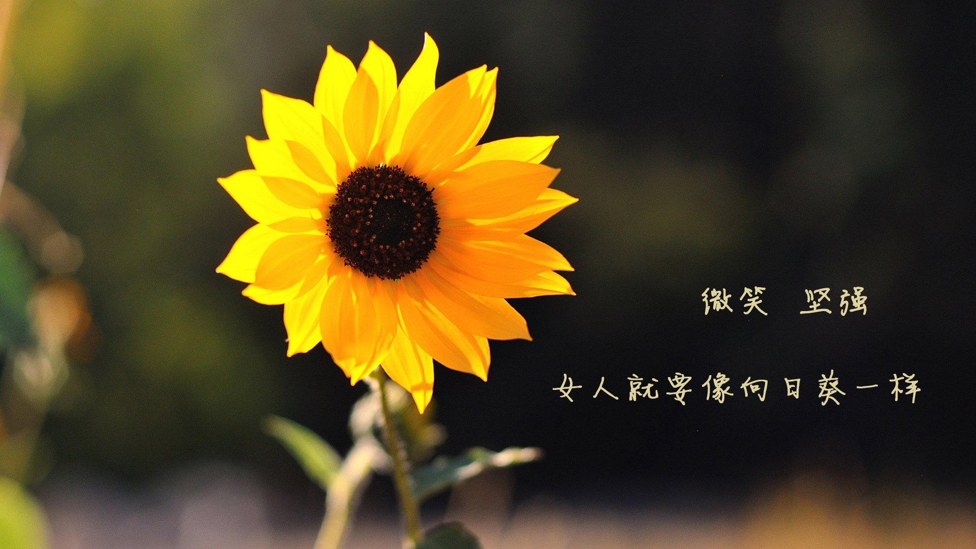 外教战术文档本地化翻译滞后影响传达，本地化翻译策略