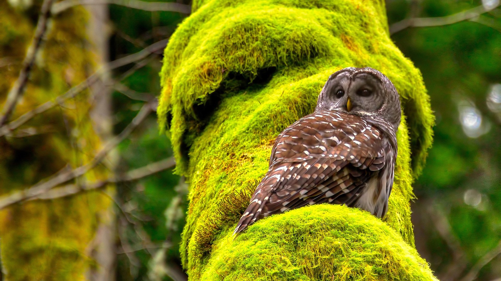 新加坡乒乓球队未来发展战略：从青训到国际舞台，新加坡乒乓球国手