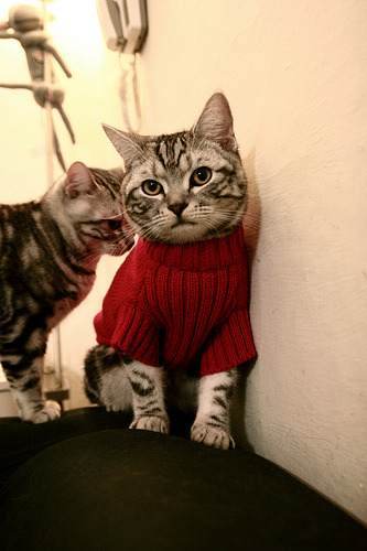 “绿色场馆”成为今年国际足球新关键词，环保标准逐步提升