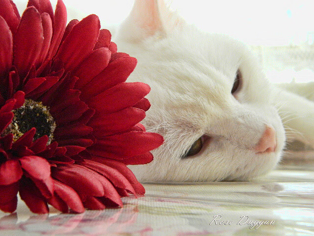 “马科斯·莫奇的反应速度与全能防守,为阿根廷美洲狮队带来更多胜利”