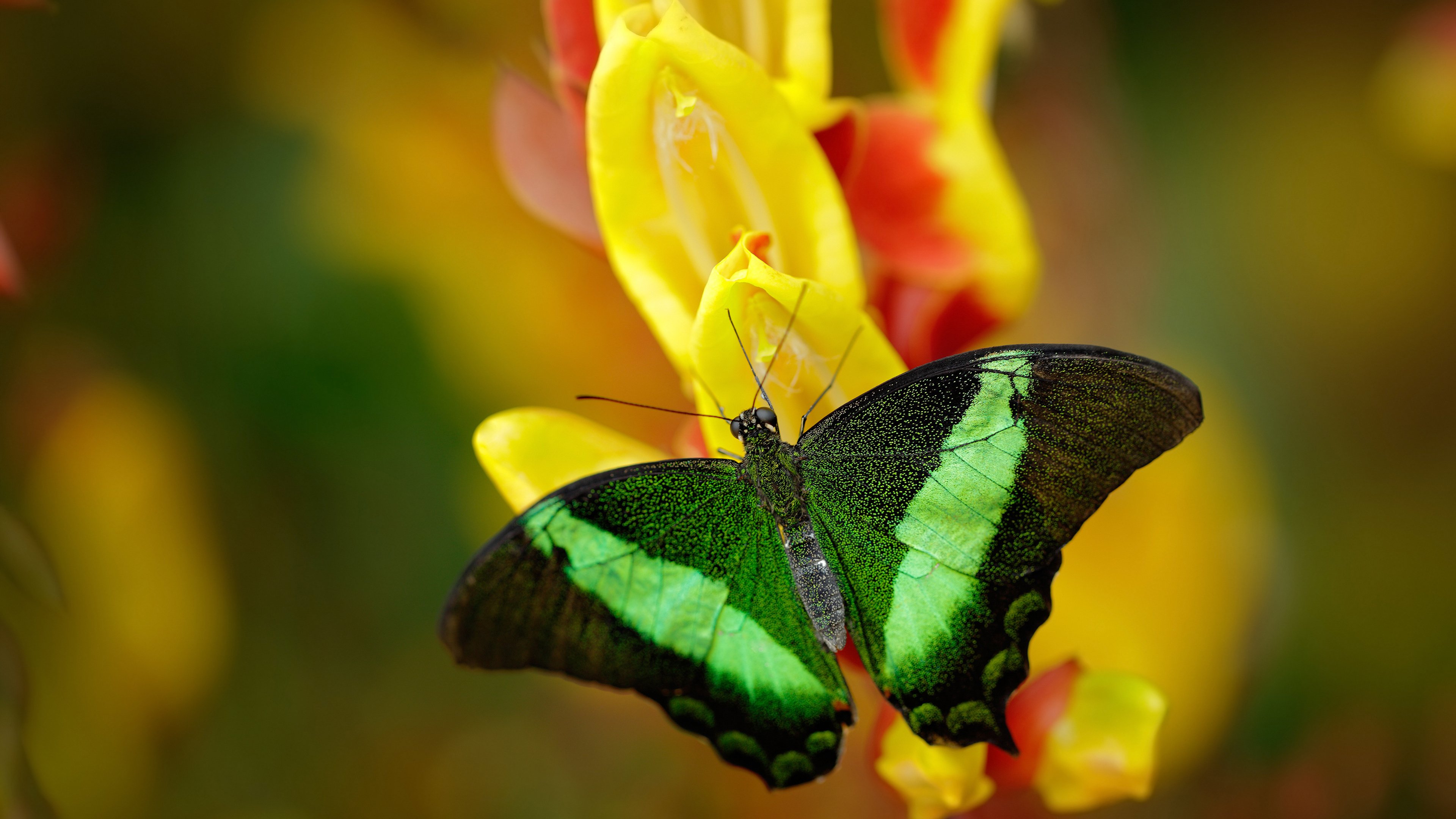 中国足球社交媒体响应IPO粉丝互动成热点，中国足球官网发布平台