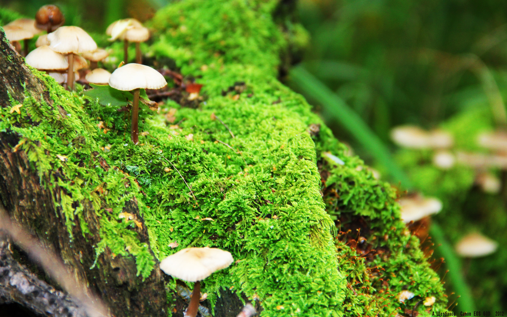 克莱尔·柯尔赞决赛表现引发热议，克莱尔jmb