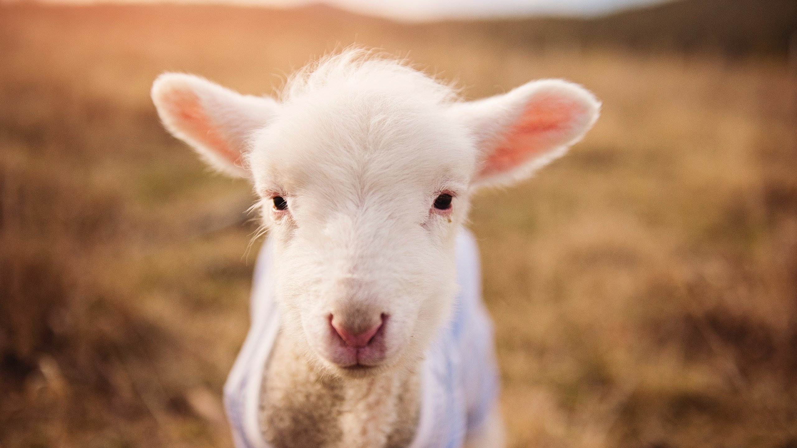 威尔士女队崭露头角,成为国际赛场的黑马,威尔士女队崭露头角,成为国际赛场的黑马了吗