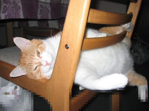 希腊女子水球团队协作强劲，奥运会希腊水球