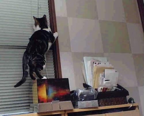 弗朗索瓦·斯图尔特：凭借丰富经验，成为南非队稳健中场的支柱